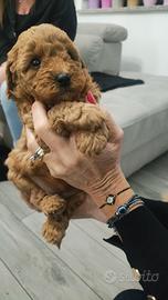 Barboncino Toy/nano Red