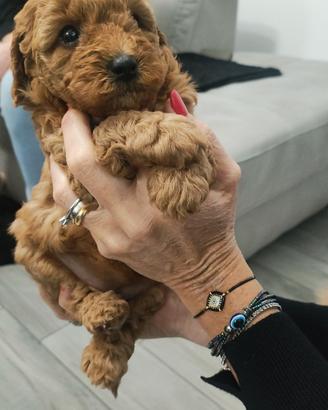 Barboncino Toy/nano Red