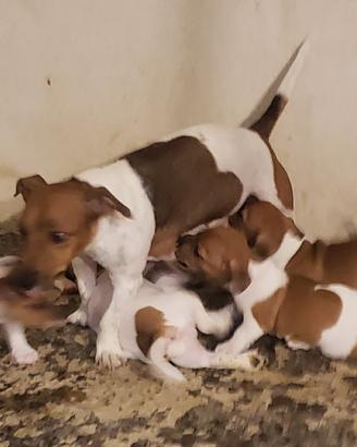 cuccioli jack russell pelo corto