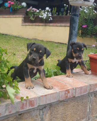 Pitbull tricolor