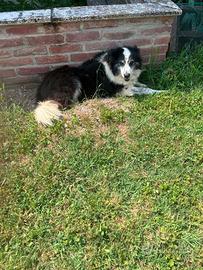 2 cagnoline adulte vaccinate e sterilizzate