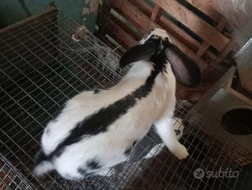 Conigli papillon