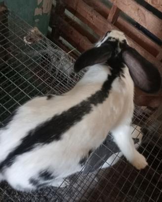 Conigli papillon
