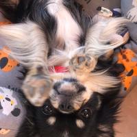 Maschietto per Monta