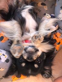 Maschietto per Monta