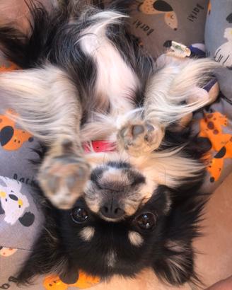 Maschietto per Monta