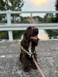 Cocker