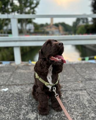Cocker