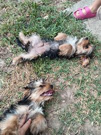 Cuccioli di yorkshire terrier