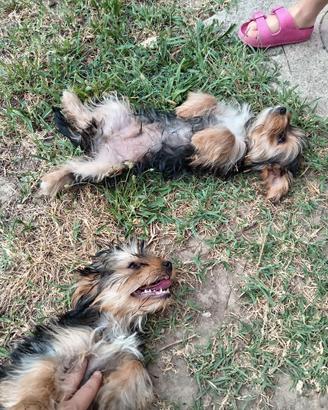Cuccioli di yorkshire terrier