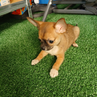 Chihuahua mini toy