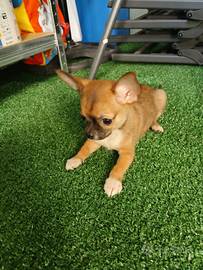 Chihuahua mini toy