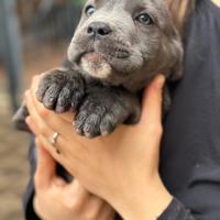 Cuccioli american bully e cane corso