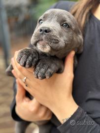 Cuccioli american bully e cane corso