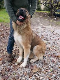 Cuccioli: pastore del caucaso