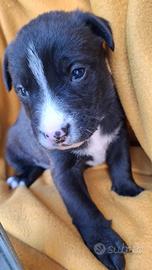 Cucciola abbandonata in adozione