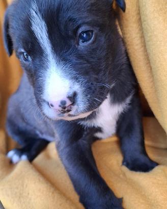 Cucciola abbandonata in adozione