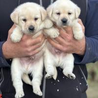 Meravigliosi cuccioli Labrador biondi disponibili