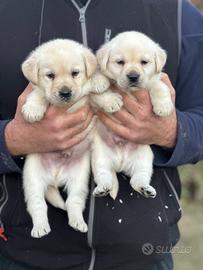 Meravigliosi cuccioli Labrador biondi disponibili