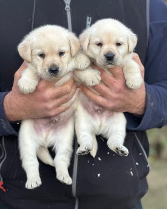 Meravigliosi cuccioli Labrador biondi disponibili