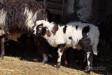 Pecore e agnelli Krainer Steinschaf