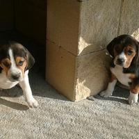 Cuccioli Beagle