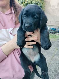 2 cucciole di Labrador Retriever