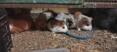 Porcellini d'india e cavia peruviana