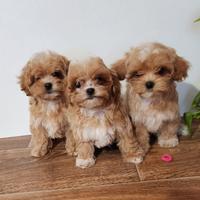 Maltipoo maschio e femmina