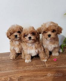 Maltipoo maschio e femmina