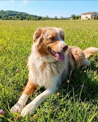 Pastore australiano Red merle