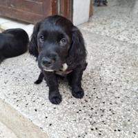 Cuccioli incrocio Cocker