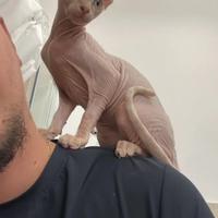 Gatto sphynx