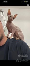 Gatto sphynx