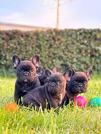 Bouledogue Francese