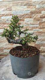 prebonsai cotoneaster 