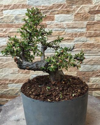 prebonsai cotoneaster 