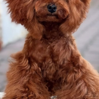 Barboncino asiatico red mini 21 cm per monte