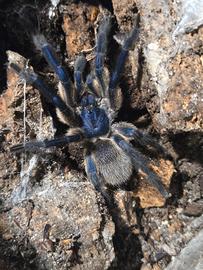Monocentropus Balfouri comunitario 1.3