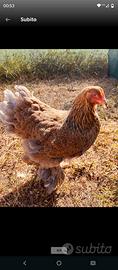 Galline ornamentali