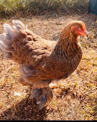 Galline ornamentali