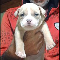 American bully