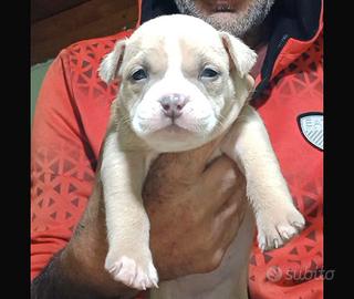 American bully