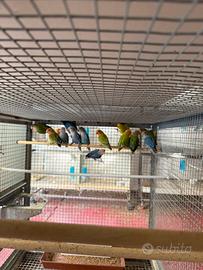 Inseparabili