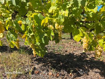 trebbiano, malvasia e biancone