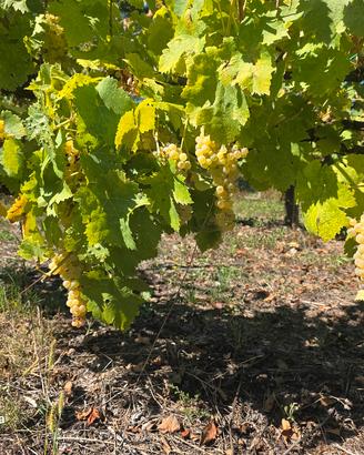 trebbiano, malvasia e biancone