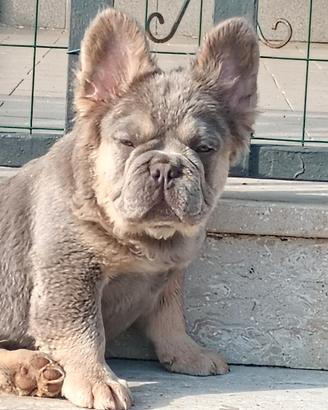 bulldog francese lilac tan 