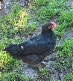 Coppia marans 7 mesi