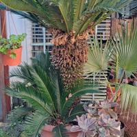 Pianta Cycas