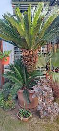 Pianta Cycas